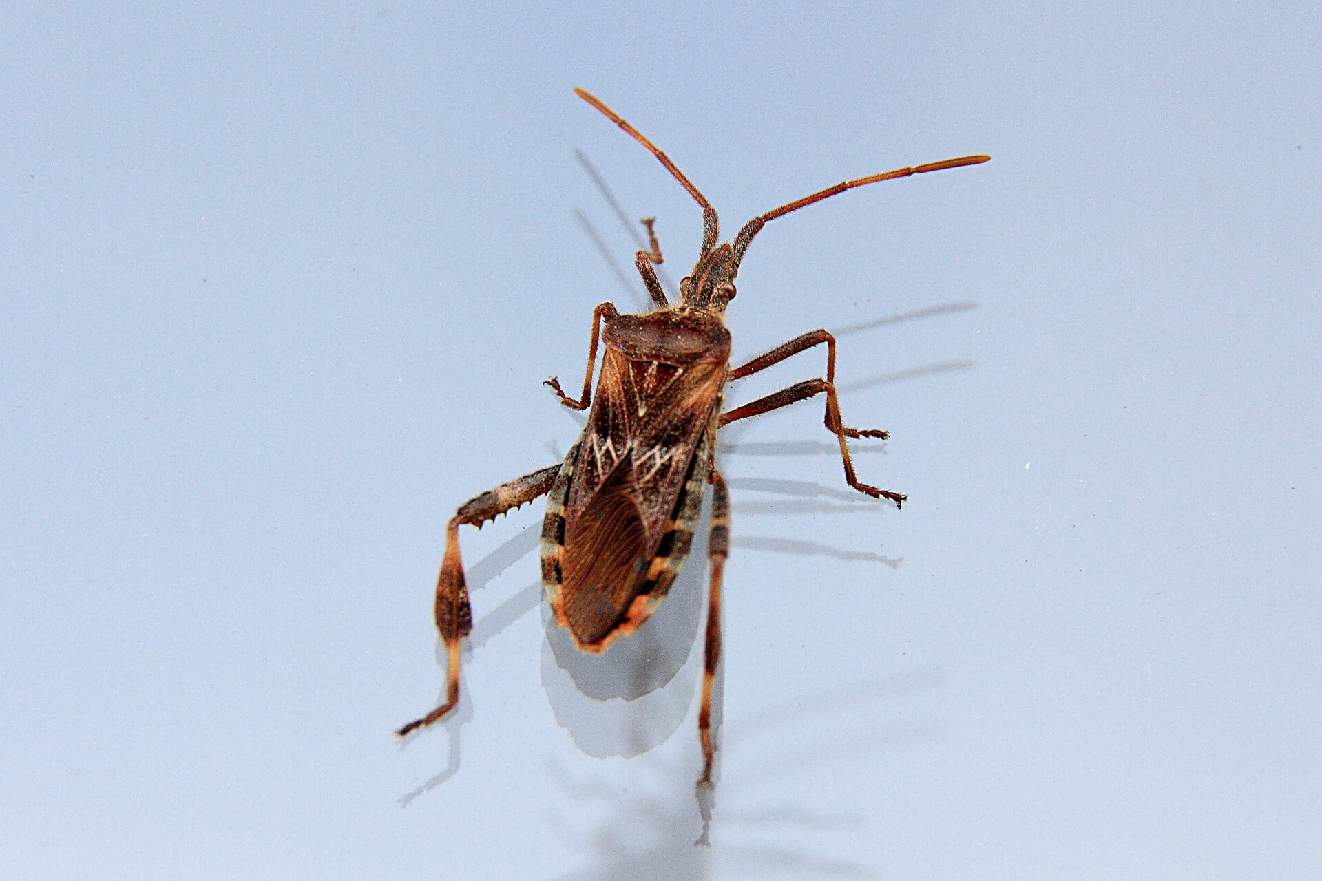 Hauswanzen winzige Parasiten, die überall auftreten