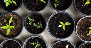 Indoor Farming